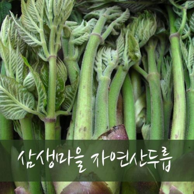 강원더몰,[예약판매] 홍천 삼생 자연산 두릅  [1kg]