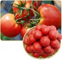 영월 술빛고을 토마토 [10kg]