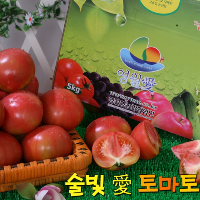 강원더몰,영월 술빛고을 토마토 [5kg]