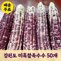 [예약판매] 영월 삼굿마을 미흑 찰옥수수 [50개]