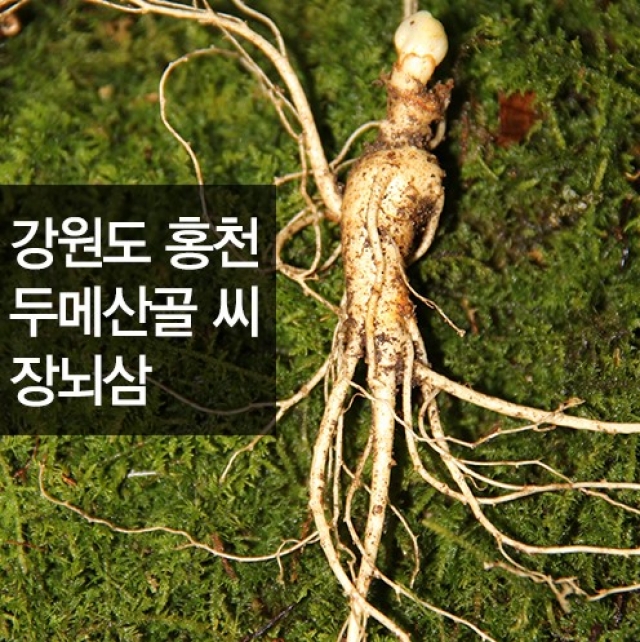 강원더몰,홍천서각 자연이 키운 씨 장뇌삼-즉시배송(10년근 2뿌리)