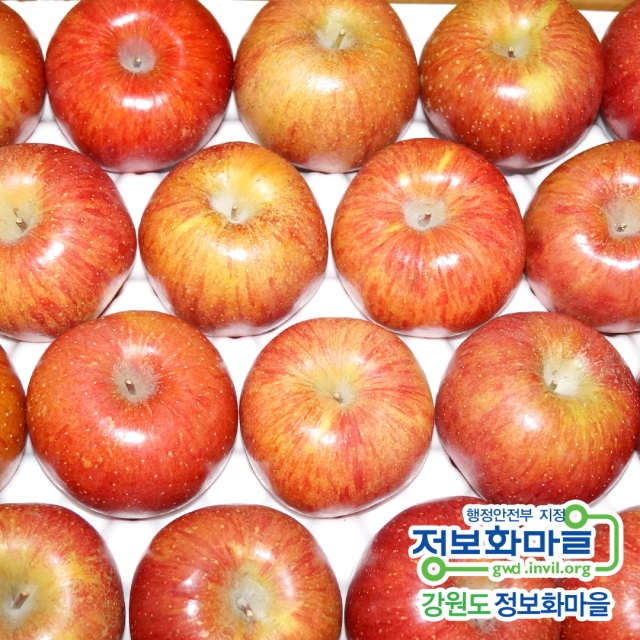 강원더몰,영월동강애 사과(부사)[5kg(22-24과)]