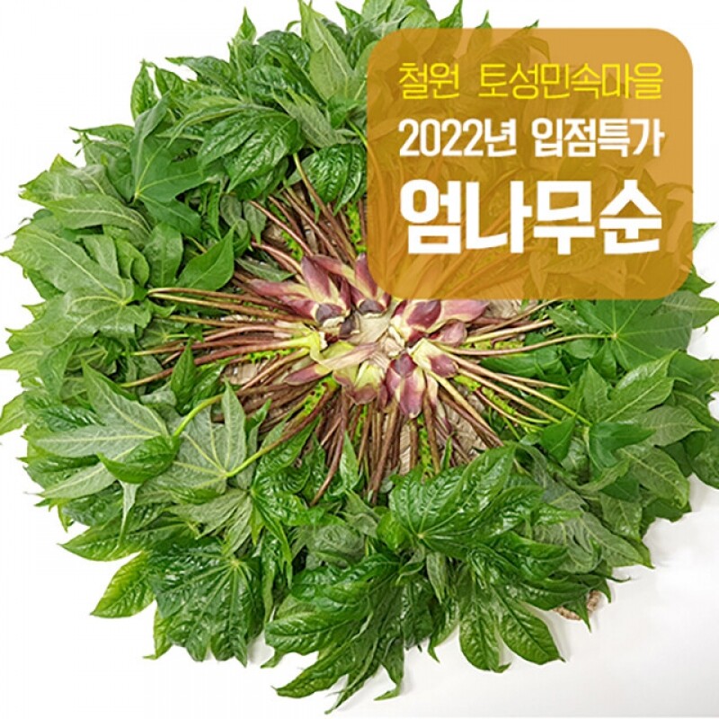 강원더몰,(예약판매) 토성 엄나무순 1kg