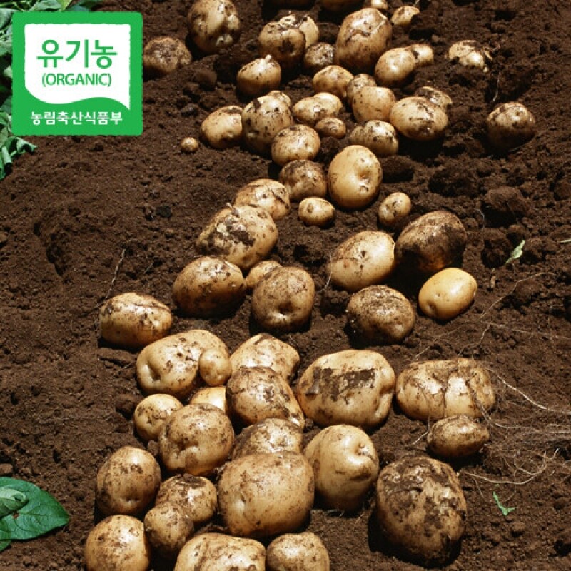 강원더몰,화천 유기농 감자 [10kg]
