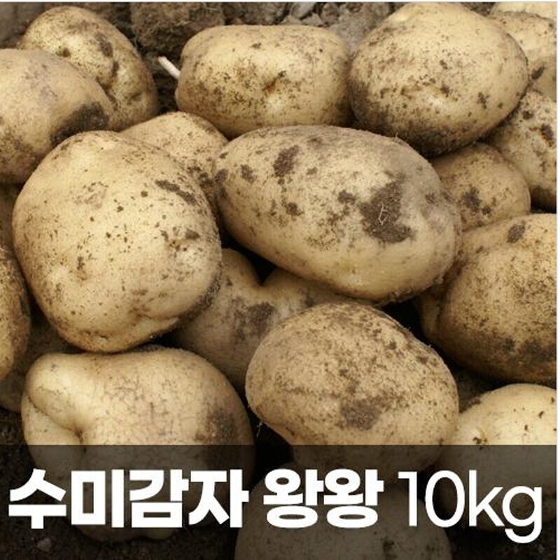 강원더몰,왕왕 영월 수미감자10kg[왕왕]