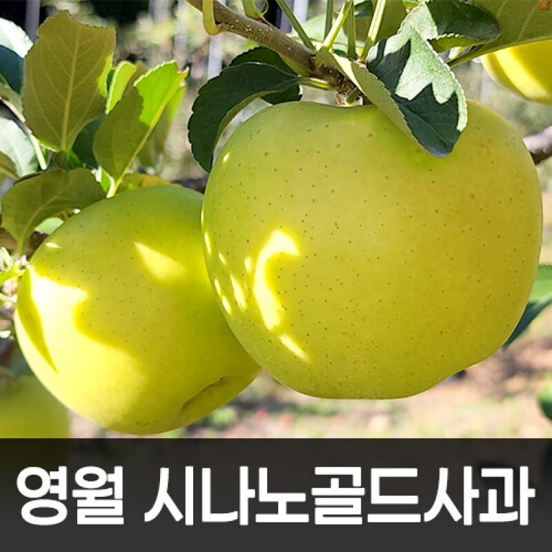 강원더몰,영월 시나노골드 사과5kg(19~21과)