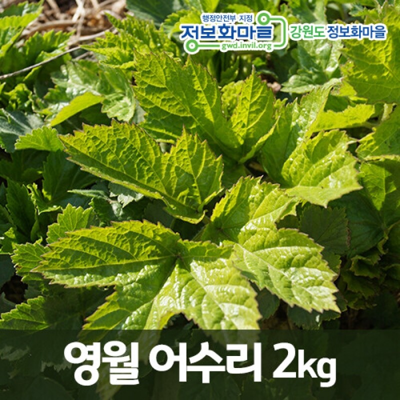 강원더몰,[단종대왕의 나물]영월 어수리2kg[예약판매]