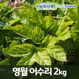 [단종대왕의 나물]영월 어수리2kg[예약판매]