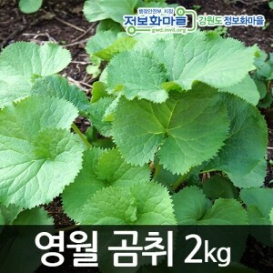 [해발800m]강원도 영월 곰취[2kg]