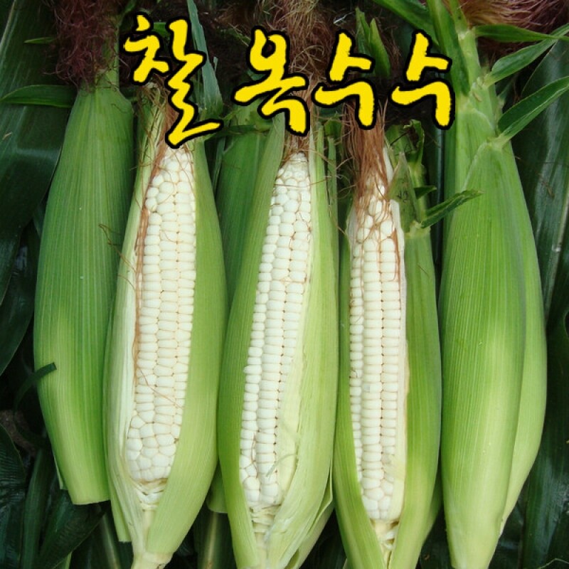 강원더몰,영월 술빛 찰옥수수 (미백) 20개