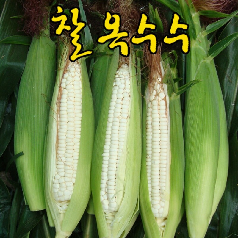 강원더몰,영월 술빛 찰옥수수 (미백) 50개