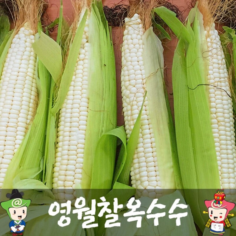 강원더몰,(산지직송) 영월찰옥수수 (미백) [30개]