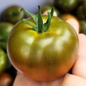 강원도 화천 고품질 흑토마토 [2kg]