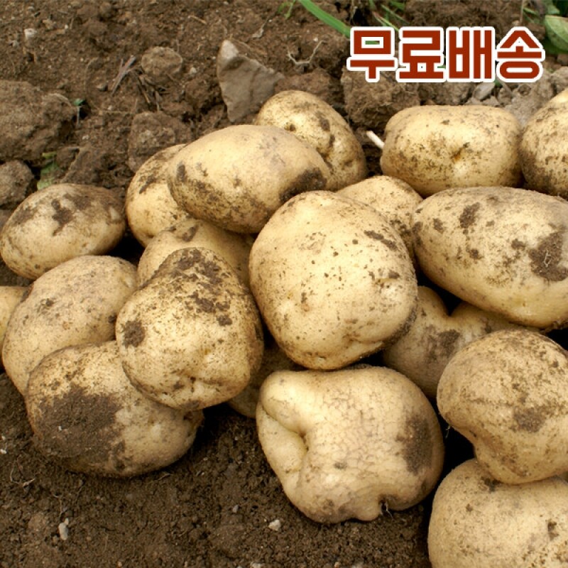 강원더몰,(산지직송) 강원영월 햇 감자 10kg[소,중,대]